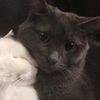 silver_blackcatxxx