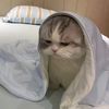 marmutkucing