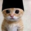 felis_catus_00