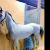 خيال ال عشق