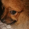 krot2011
