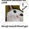 maheshika63