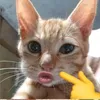 chiensu3