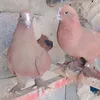 dyjomycbeytn