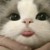 cutiepawpz