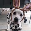 spottydogpepper