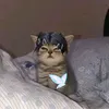 111miauw