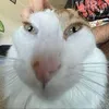 totally_not.kinsley