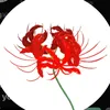 spiderlily_garden