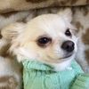 doglover13246