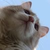ethereal_joey