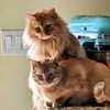 sunnyandhisbffs
