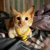 aningshopsavy