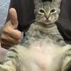 kooperscat