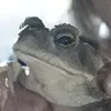 _del<3