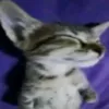 copabinho