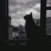 dy4d81a4pqxp
