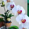 usermsgdisen34729