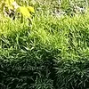 grass15i