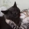 stevenzsk_