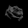 mrsblackroses