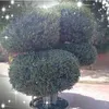 azizblal2