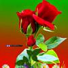 azizahmad6433