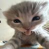 samii_wi