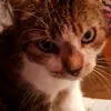 katzenmama73