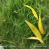 www.tiktok.com_vong88