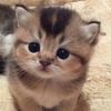 almagul06a3
