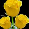 geetha01186