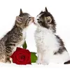 poliposy