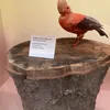 fynnberry