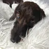 eva_dackeline