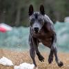 Maximo the Xoloitzcuintli