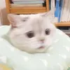 lalanyannyan