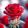 life.is.rose...if7