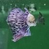 ballana_guppy