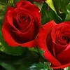md.masud.rana80685