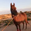 chwi__ahmed