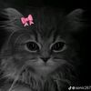 iffatfatima658