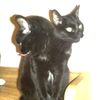 silentcatt
