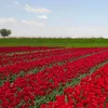 البدري البدري