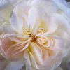 mylittlesecretgarden