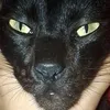 karma_is_a_cattt