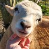 sheep_shed