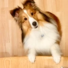 elle_the_sheltie