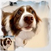 border_collie_chelsea_