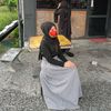 lofa533